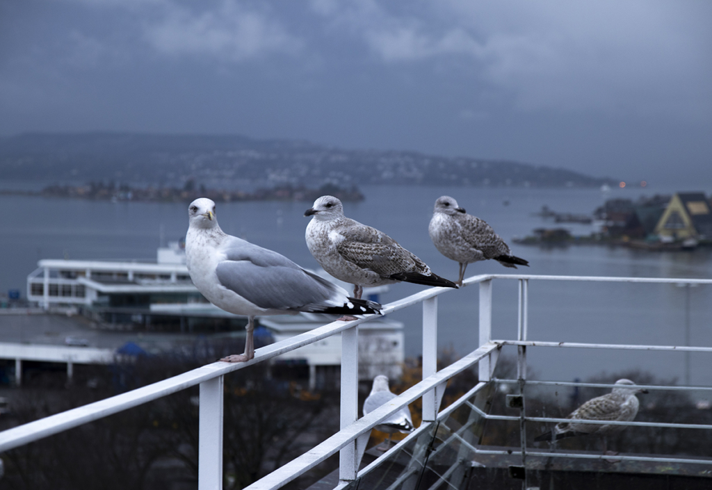 Sample image seagulls on fence